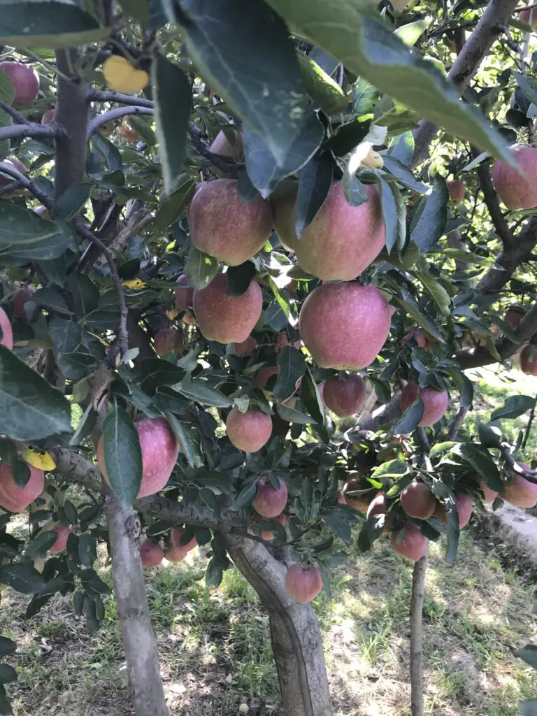 A Traditional apple tree