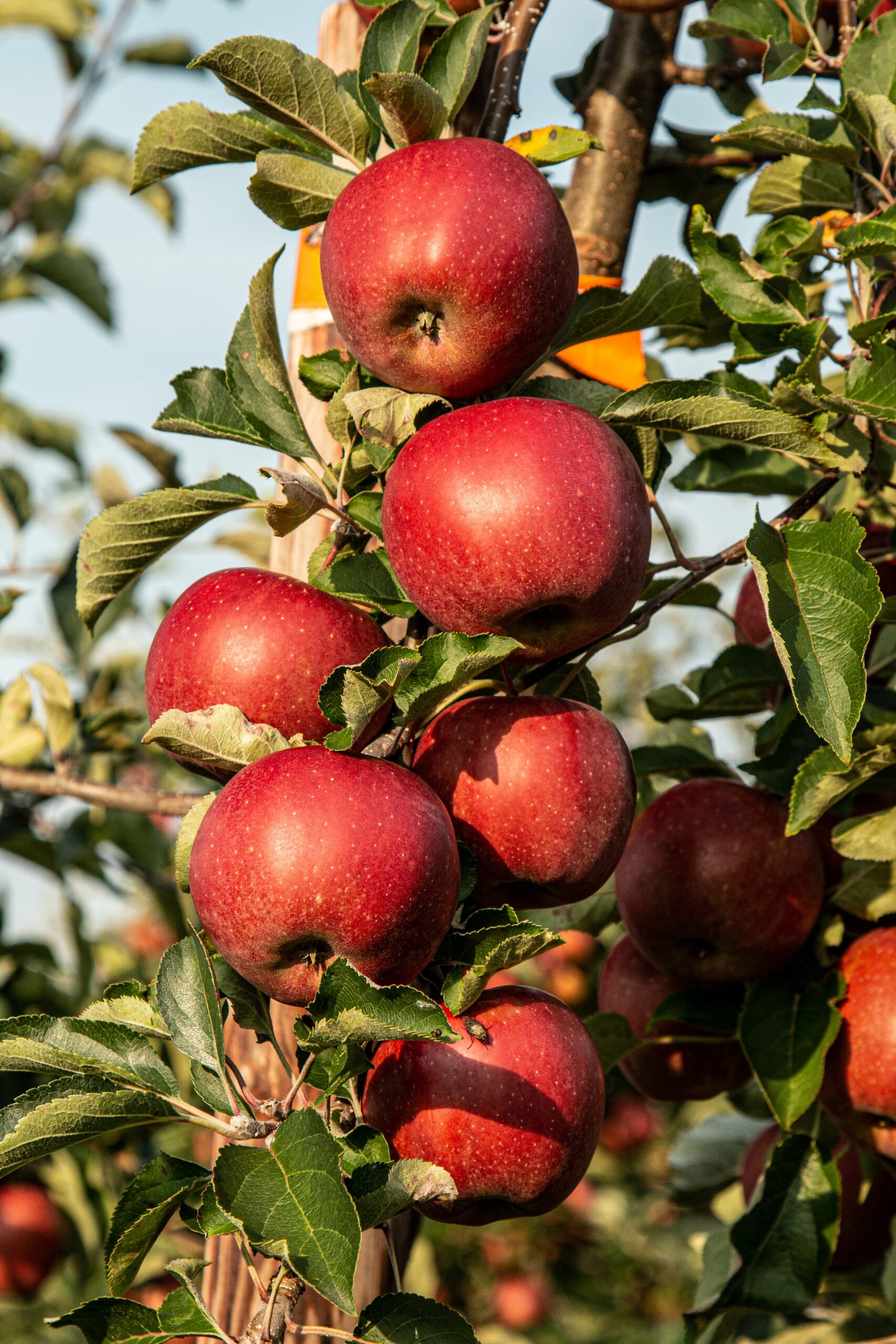 Read more about the article Uncovering the Importance of Micronutrients in Apple Growth and Development