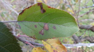 Read more about the article How to Prevent and Treat Alternaria Disease in Apple Trees