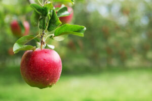 Read more about the article What are 5 fruit development Stages in Apples
