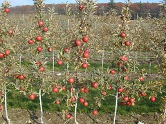 Read more about the article How to choose the best rootstock for your orchard