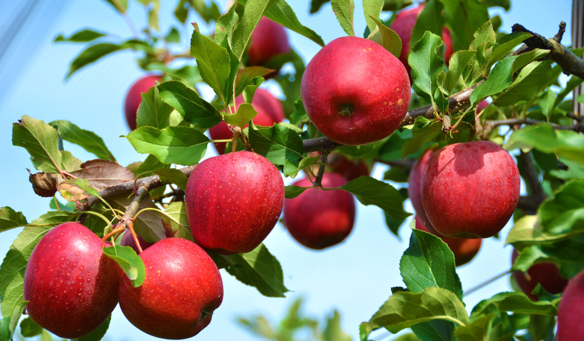 Mechanised Polythene Covers: A Guide for Apple Growers