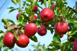 Read more about the article Mechanised Polythene Covers: A Guide for Apple Growers