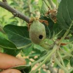 apple at walnut stage attacked by codling moth