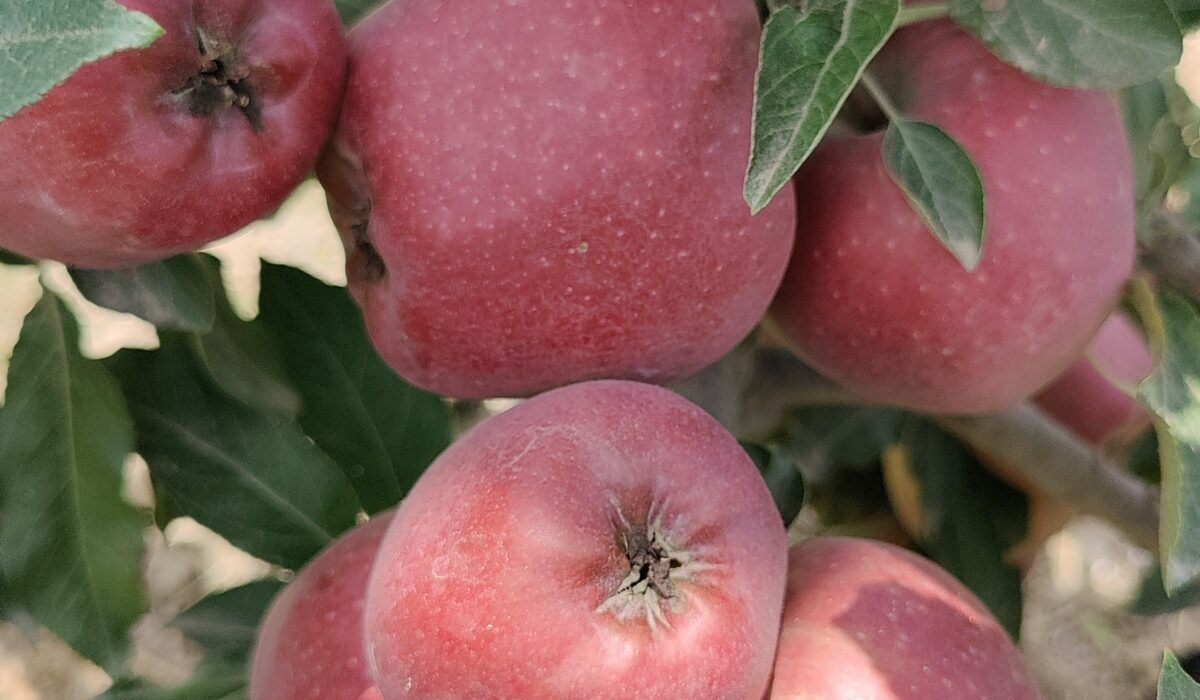 apples about to harvest