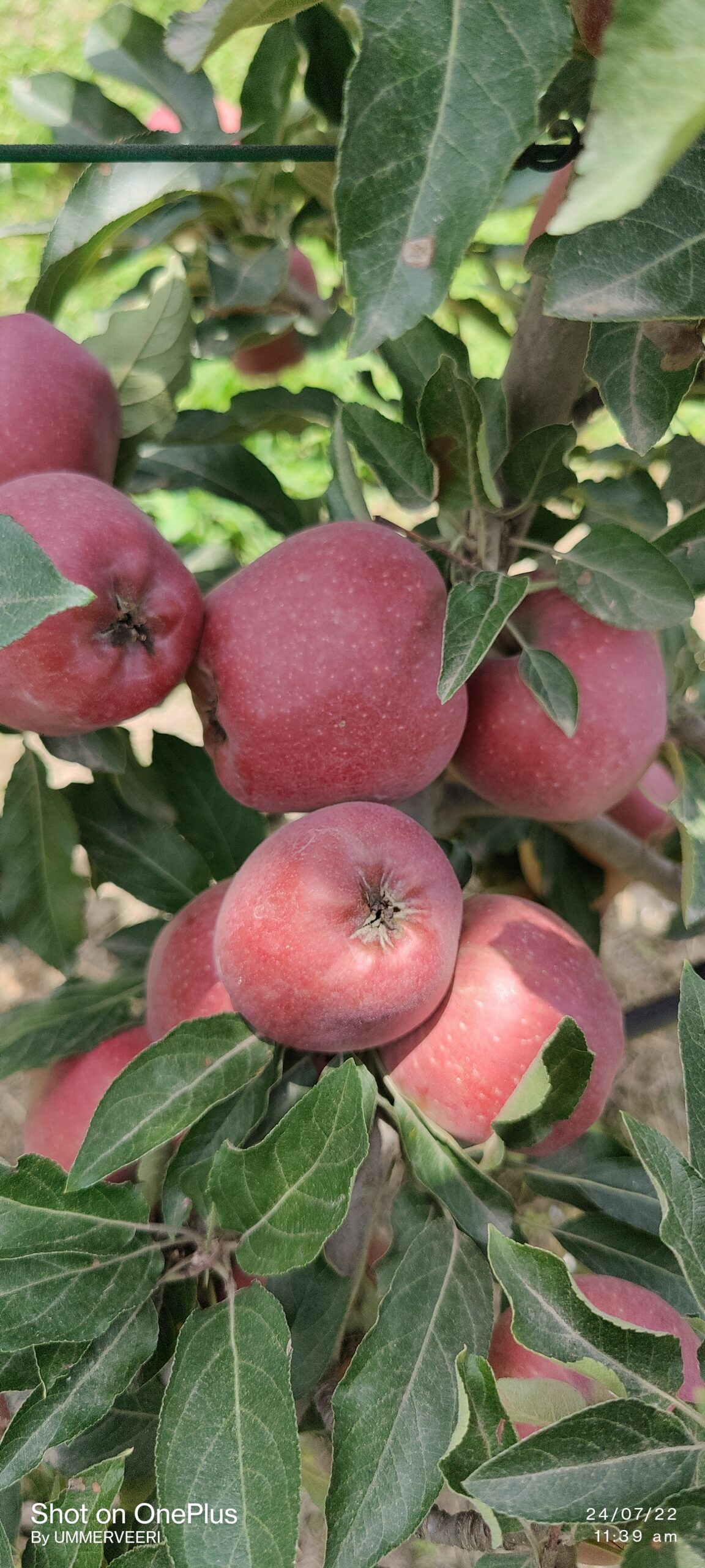 Read more about the article Apple Tree Care 101: Everything You Need to Know