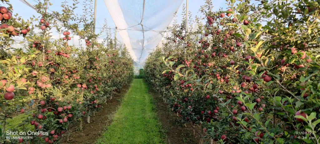 a well maintained high density apple orchard