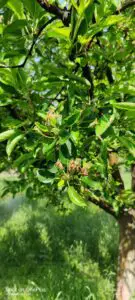 Read more about the article Unlocking the Secrets of Apple Tree Pollination: How it Affects Fruit Quality, Quantity, and Genetic Diversity