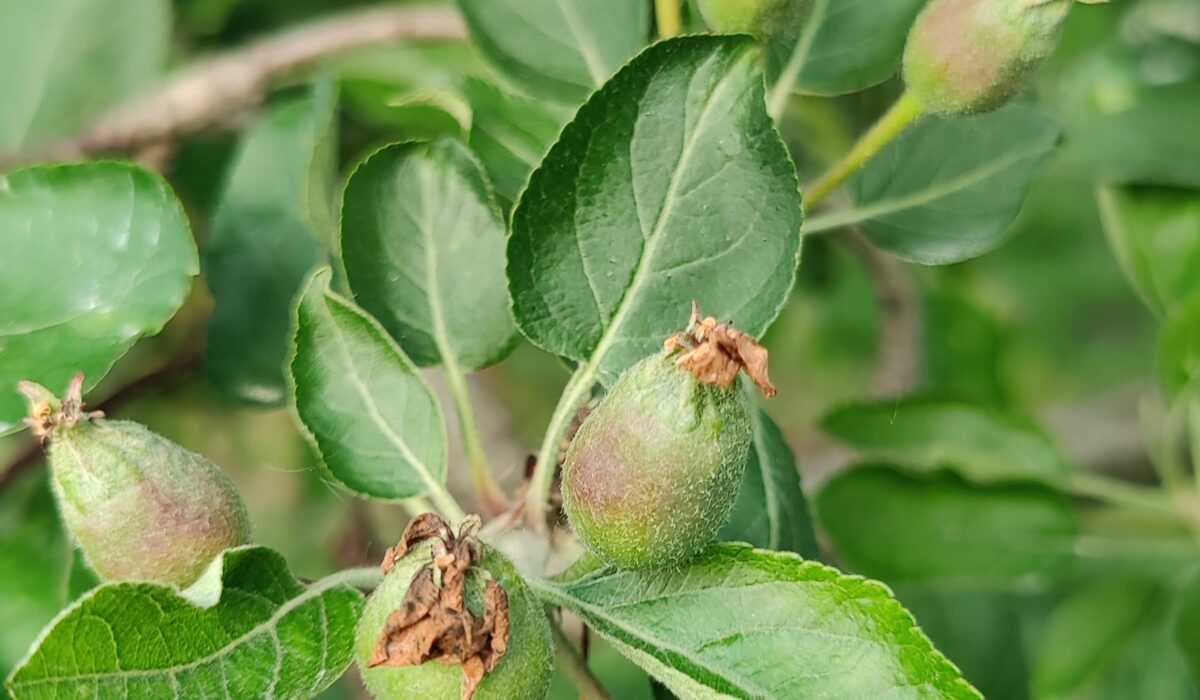 The Role of  Fruit Thinning in Apple Tree Orchards