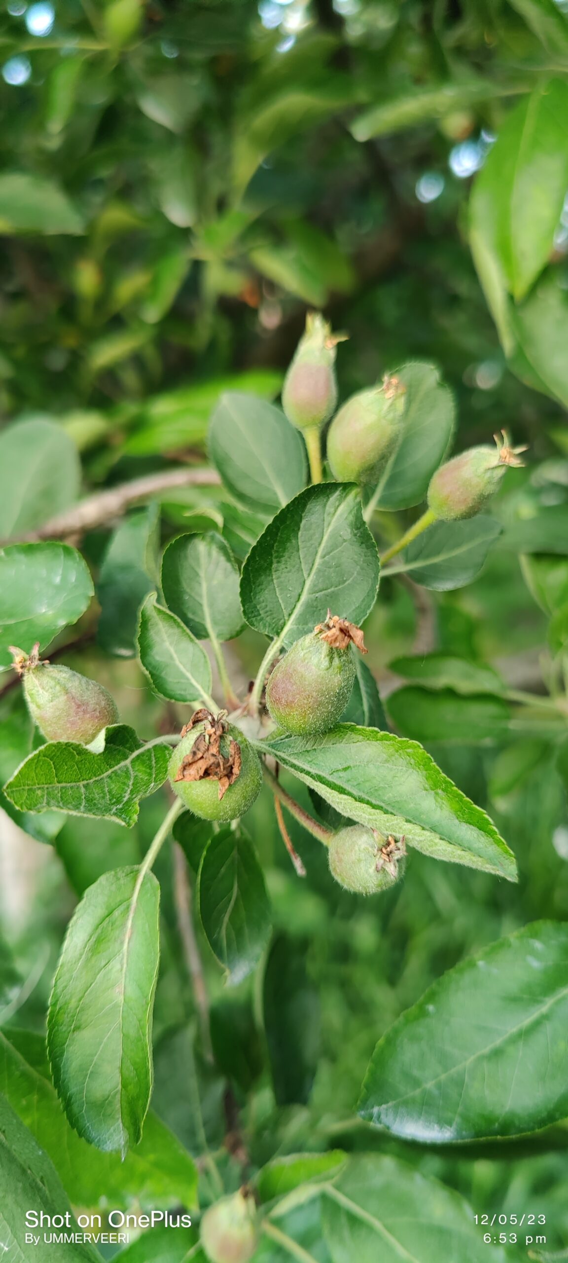 Read more about the article The Role of  Fruit Thinning in Apple Tree Orchards