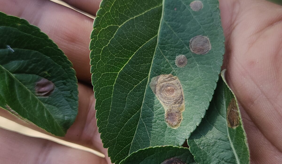 leaf miner infested leaf