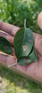 Read more about the article How to Tackle Leaf Miner Infestations in Kashmir’s Apple Orchards