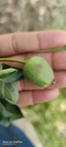 Read more about the article How to manage Russeting in Apple Trees