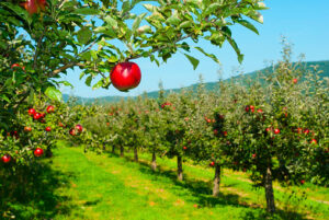 Read more about the article The Important Role of Weather in Apple Management