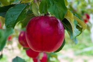 Read more about the article How to Setup Healthy and Productive Apple Orchard