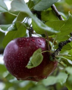 Read more about the article Rainfall  and its effect on Apple trees