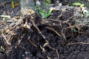 Read more about the article How to Tackle Root Rot in Apple Trees
