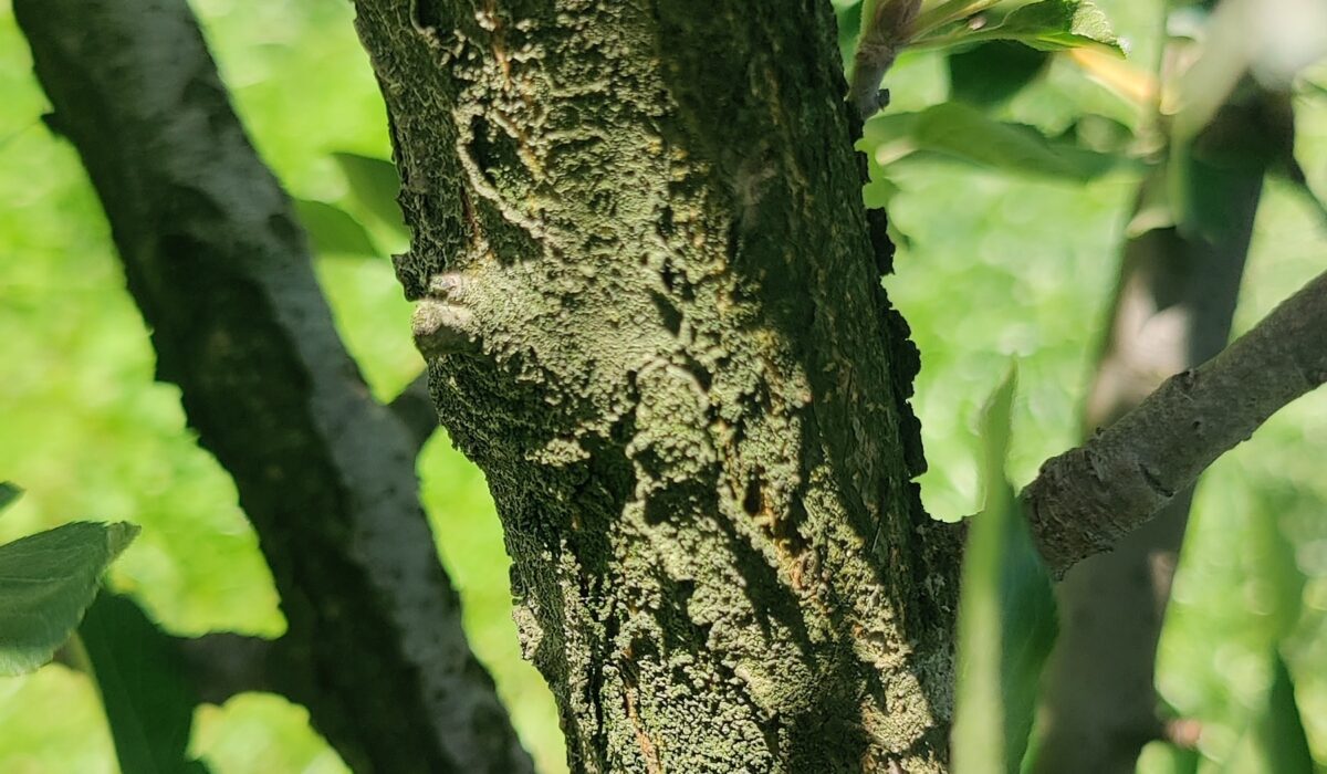 Apple Tree Canker: Everything You Need to Know