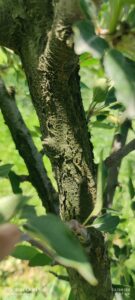 Read more about the article Apple Tree Canker: Everything You Need to Know