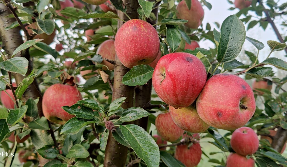 Bitter Pit in Apples: Causes, Symptoms, and Solutions