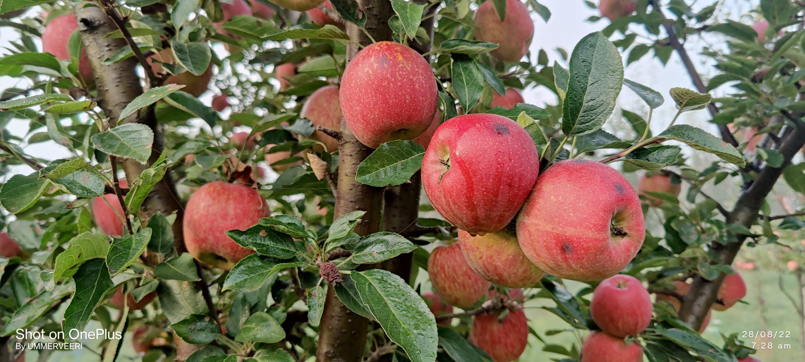 Read more about the article Bitter Pit in Apples: Causes, Symptoms, and Solutions