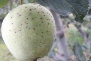 Read more about the article Everything we know About Lenticel Blotch in Apples