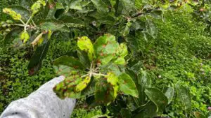 Read more about the article How to Manage Necrosis and Alternaria in Humid Conditions