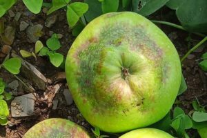 Read more about the article How to combat Calyx End Rot in Apples