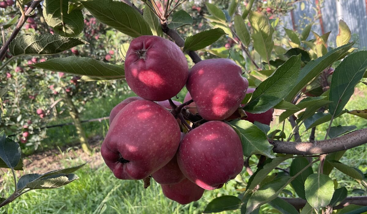 Why proper Summer Pruning in Apple Trees is important