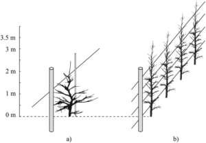 slender spindle vs Tall spindle