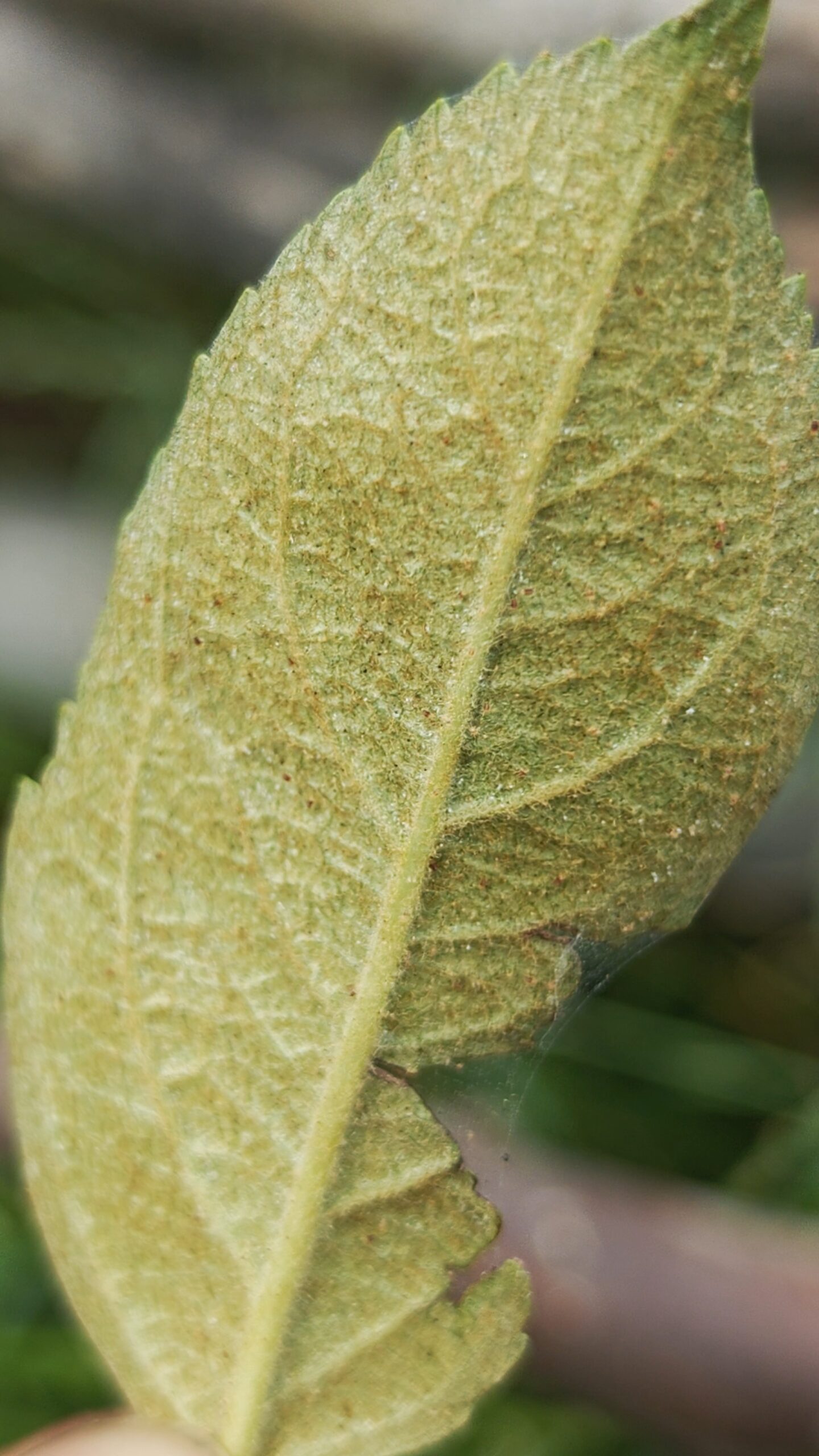 Spider Mite  in Kashmir : Everything you need to know